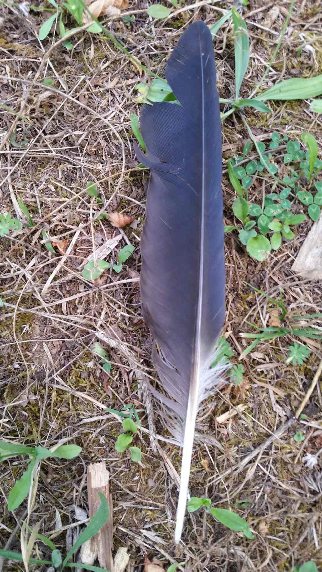 Riconoscimento penne